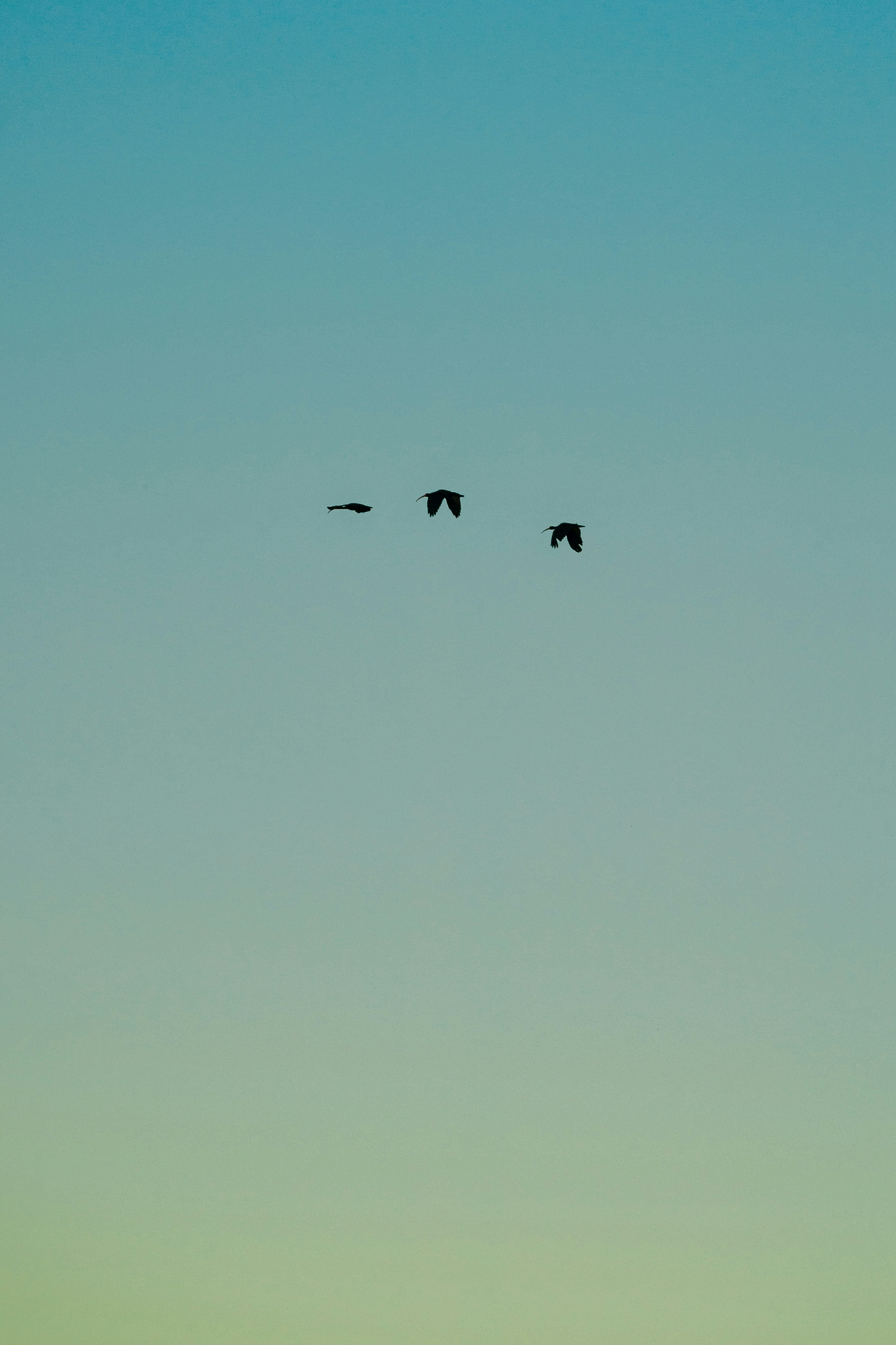 birds flying under blue sky during daytime